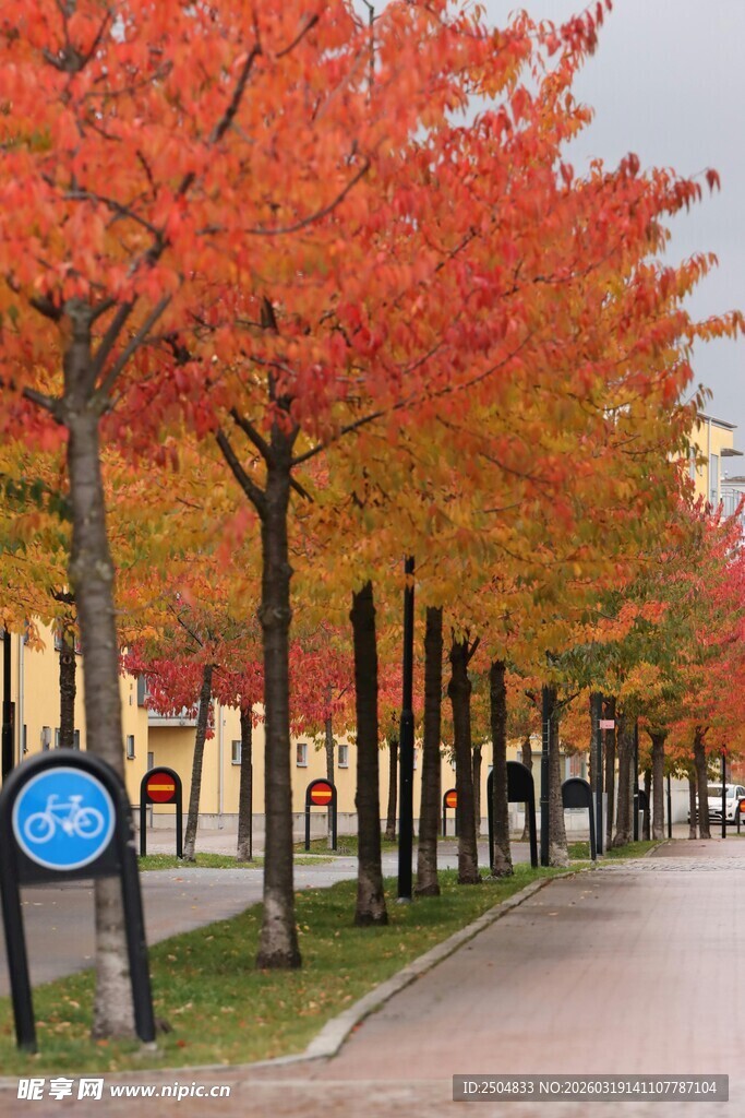 秋日枫叶大道美景