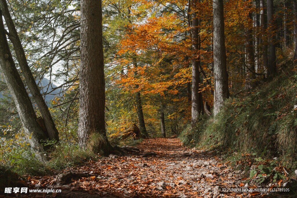 秋日森林中的落叶小径