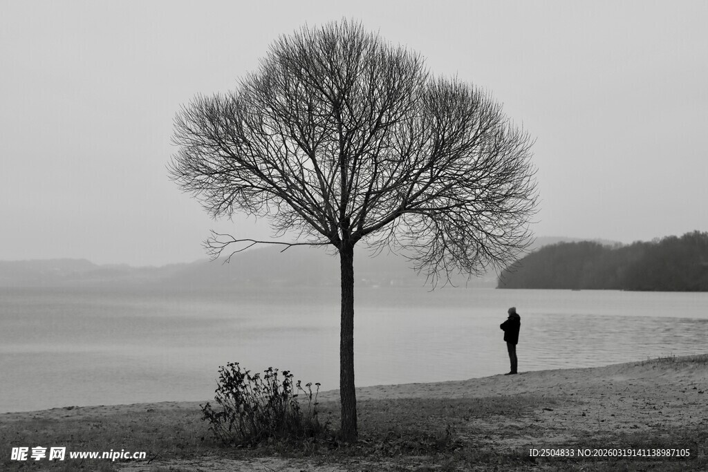 湖畔孤树旁的独行者