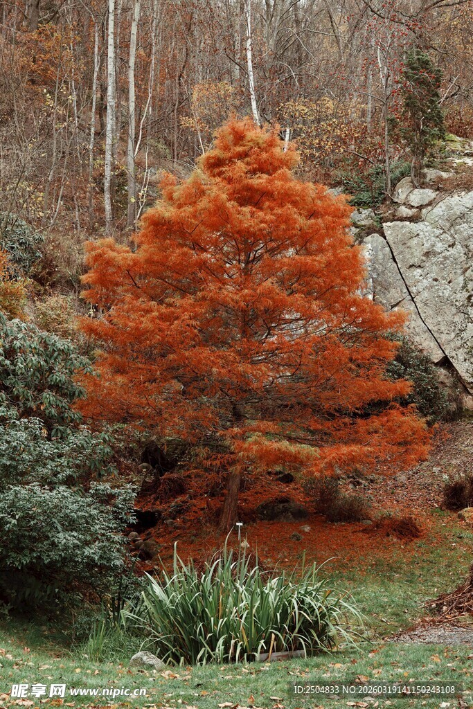 秋日红杉树景观