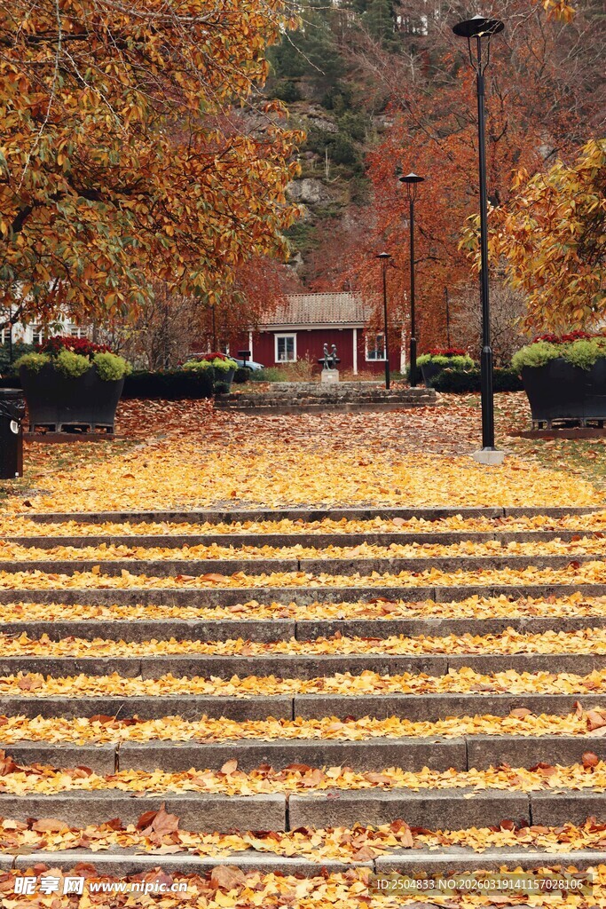 秋日台阶上的金黄落叶
