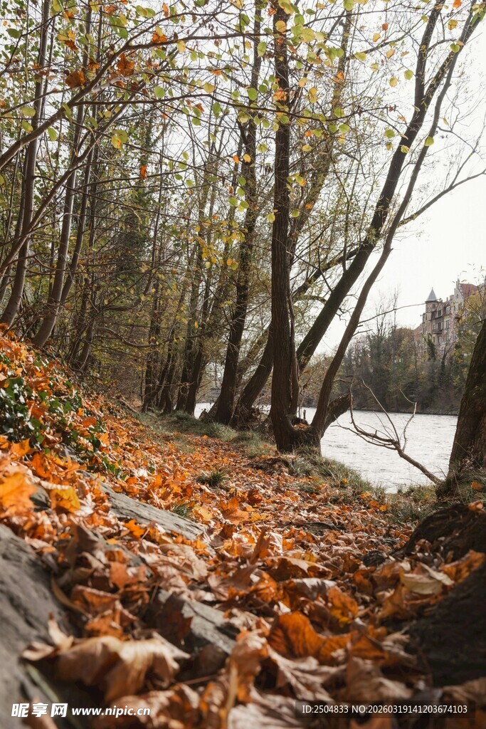 秋日林间落叶美景