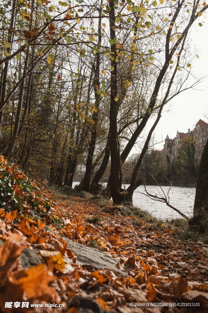 秋日林间落叶景致