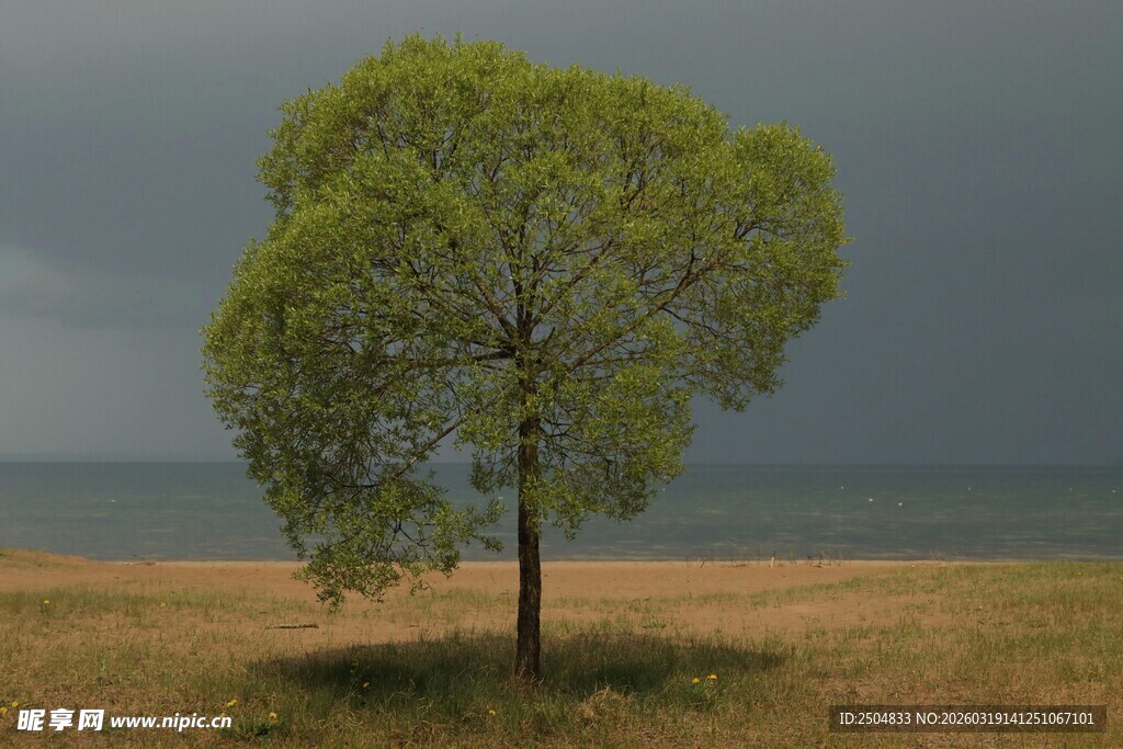 旷野孤树 风雨欲来