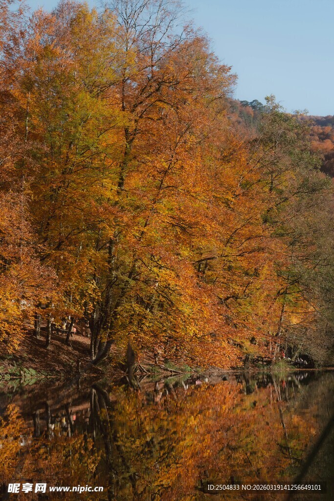 秋日河畔彩林倒映美景