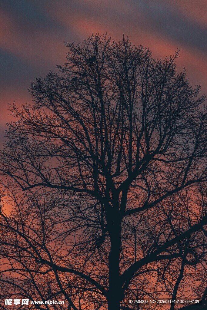 夕阳下的孤树剪影