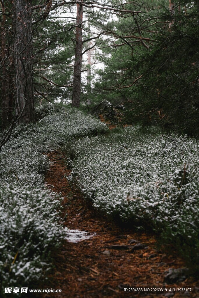 雪覆林间小径