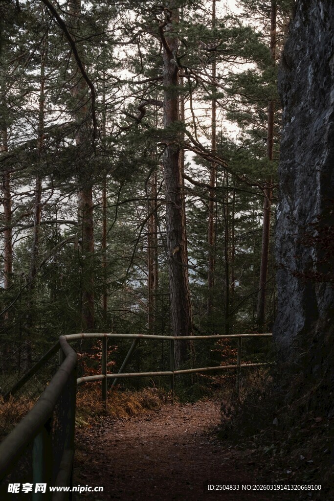 林间幽径 静谧森林风光