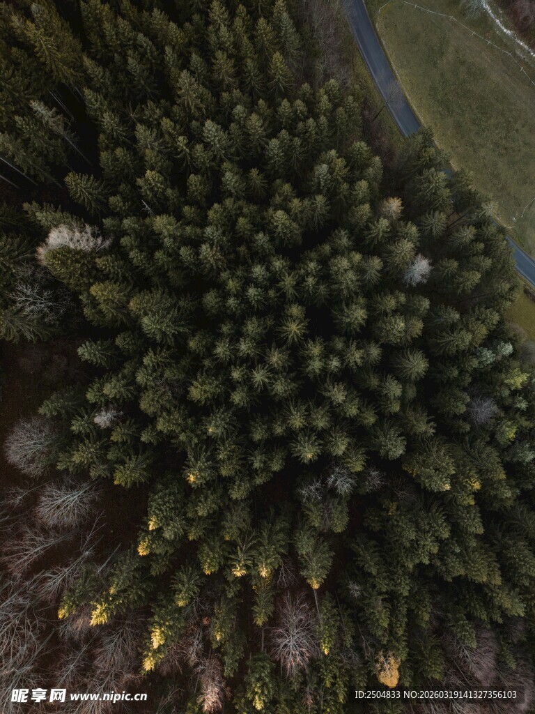 茂密松树林俯瞰景象