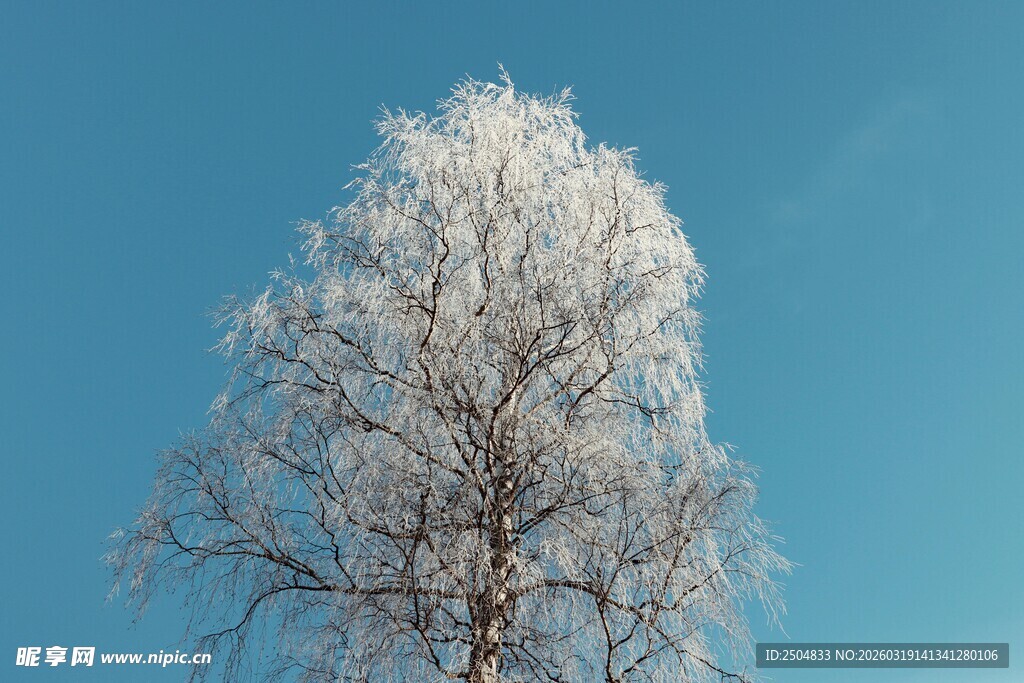 冬日银树 蓝天映衬美景