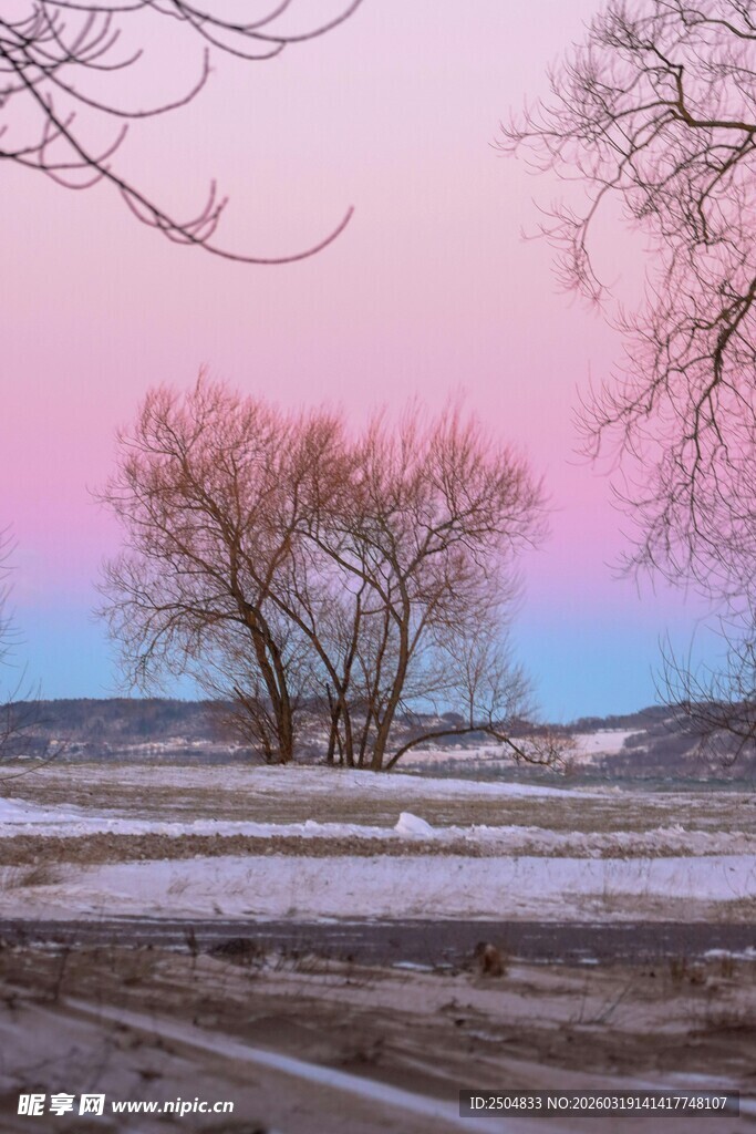 黄昏旷野孤树美景