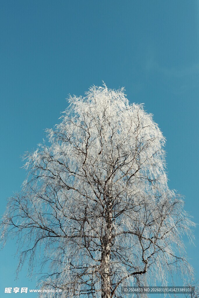 冬日银装素裹的孤树