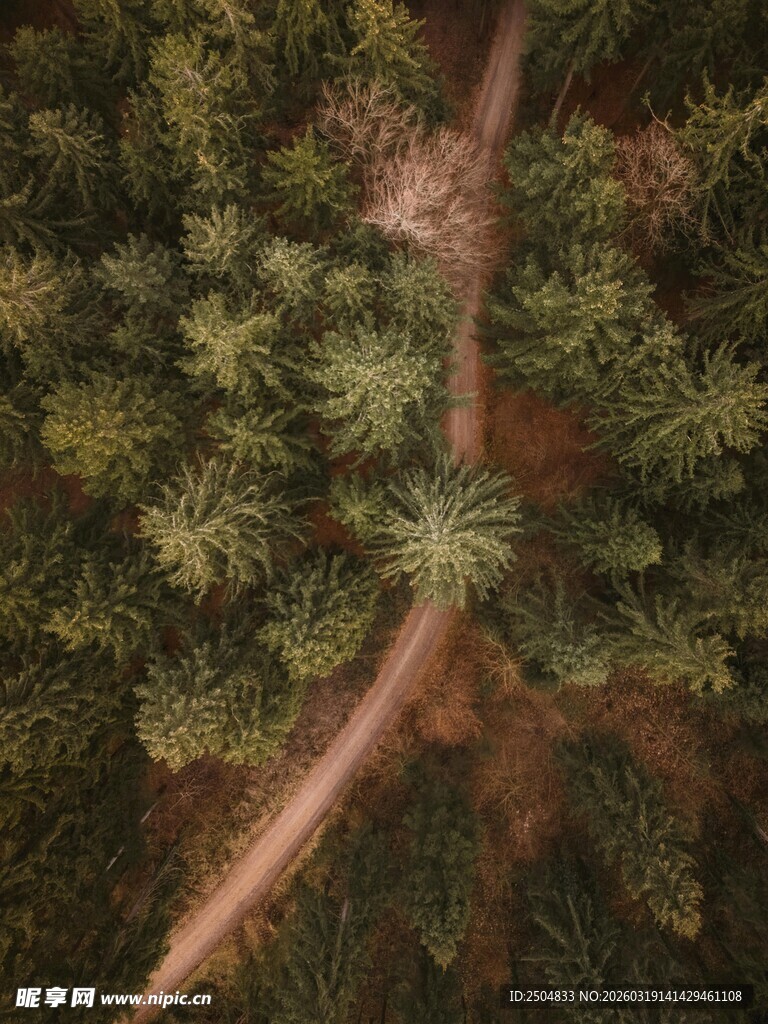 森林中的蜿蜒小径