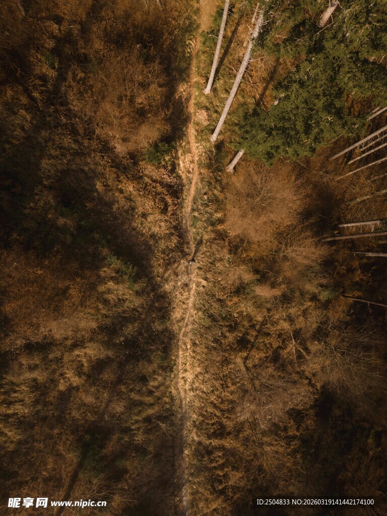 俯瞰秋日林间笔直树干