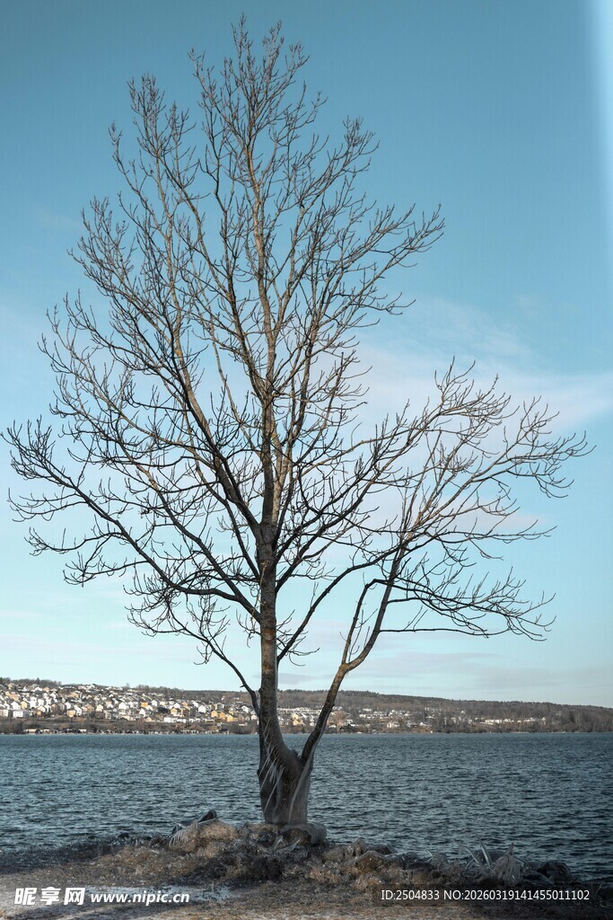 湖畔孤树