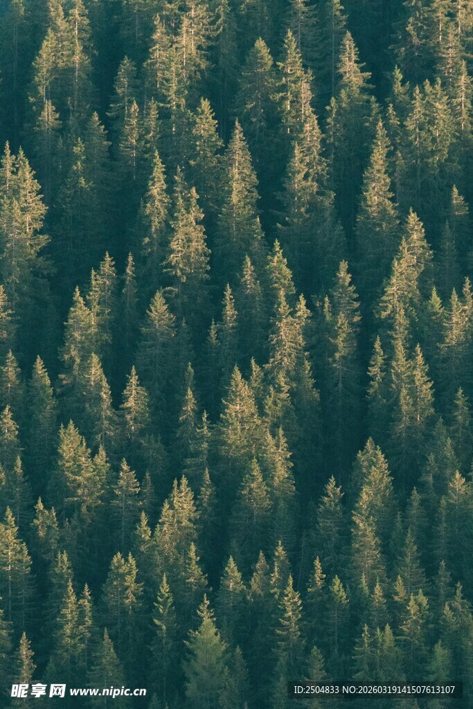俯瞰茂密森林景观