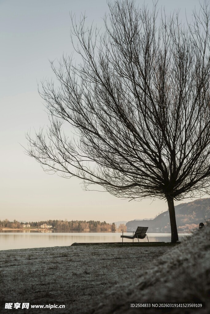 湖畔孤树 尽显静谧之美