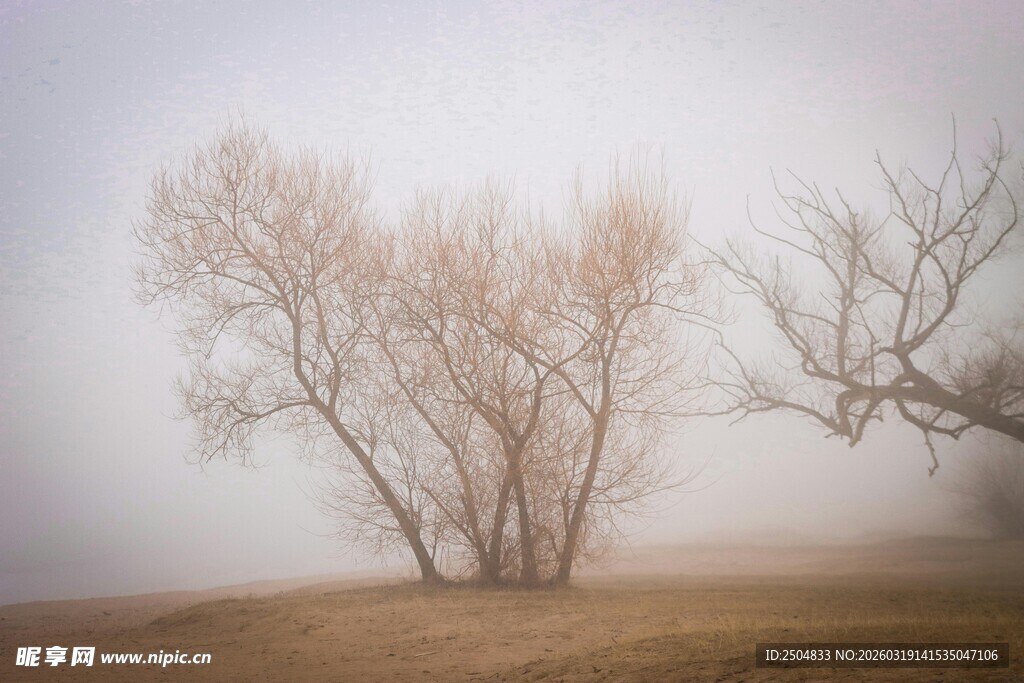 雾中枯树 尽显萧瑟之美
