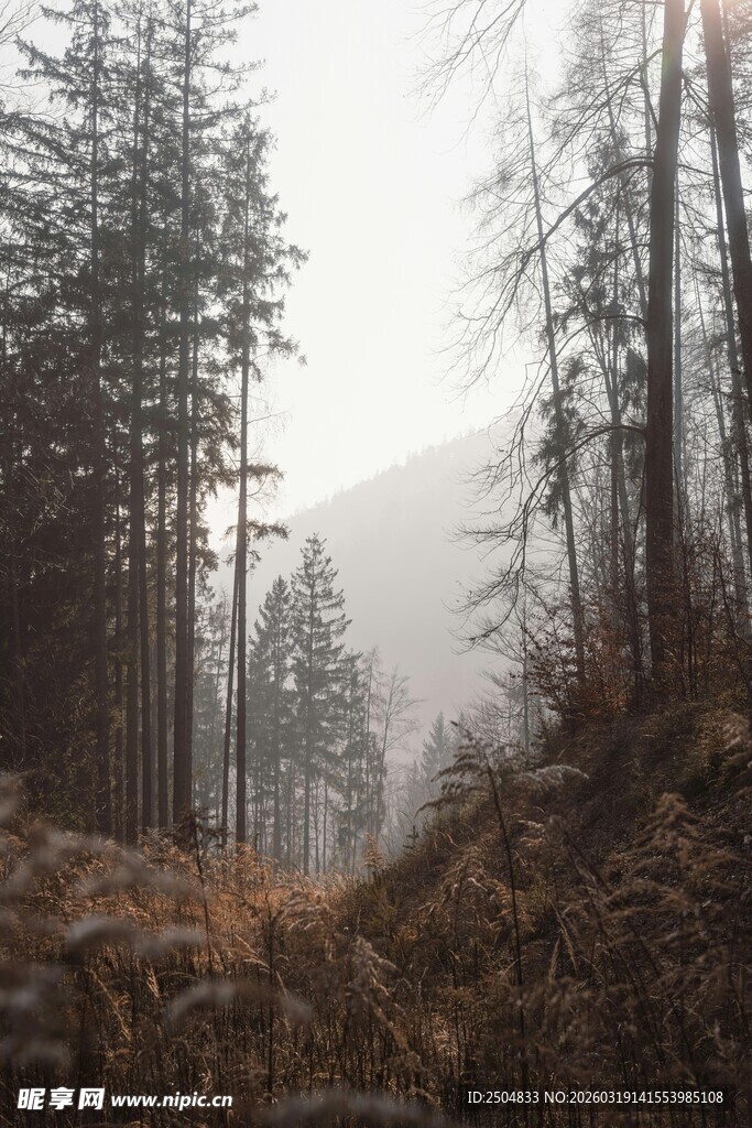 雾中静谧山林景色