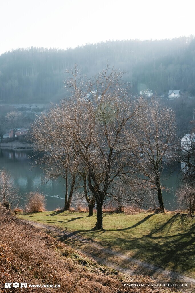 冬日湖边萧瑟树木景观