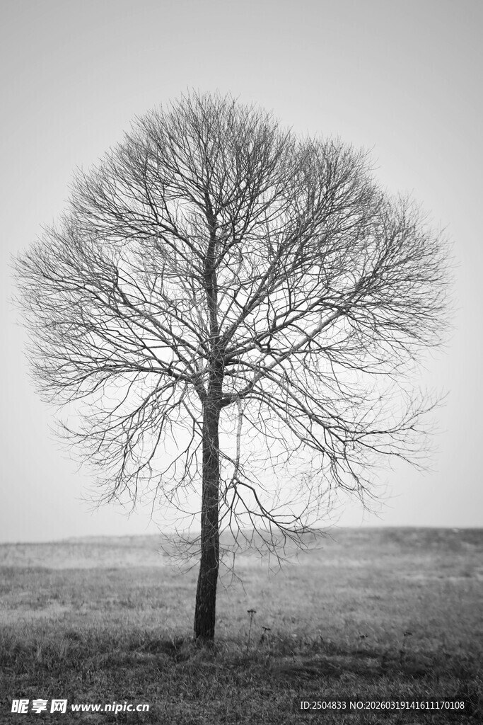 孤独枯树立于旷野