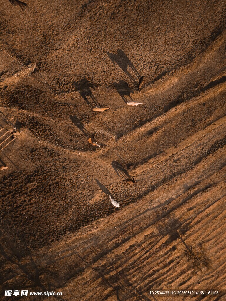 老旧木纹表面特写