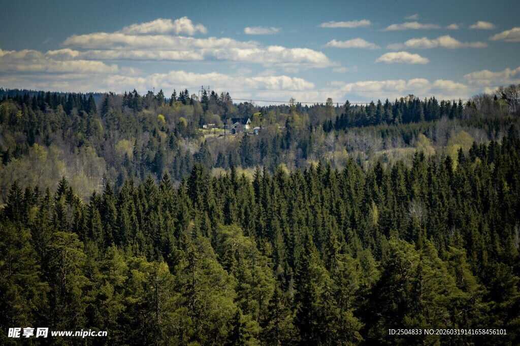 广袤森林景观