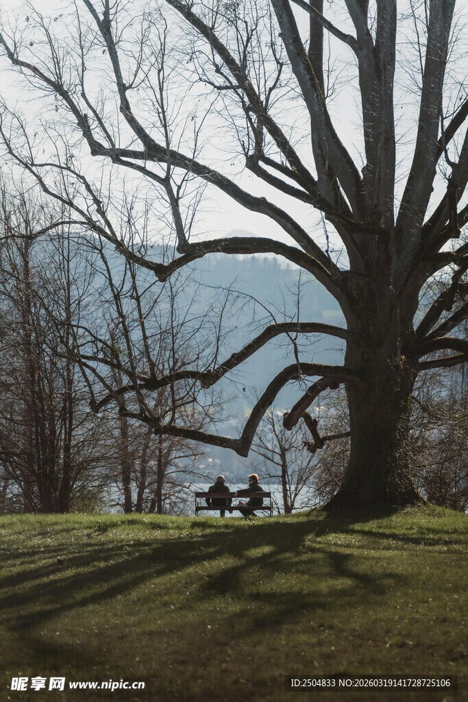 冬日公园大树下的静谧景象