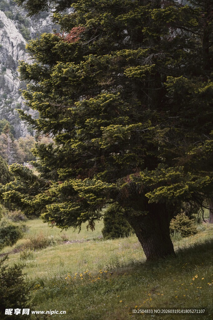 山林中的茂盛针叶树