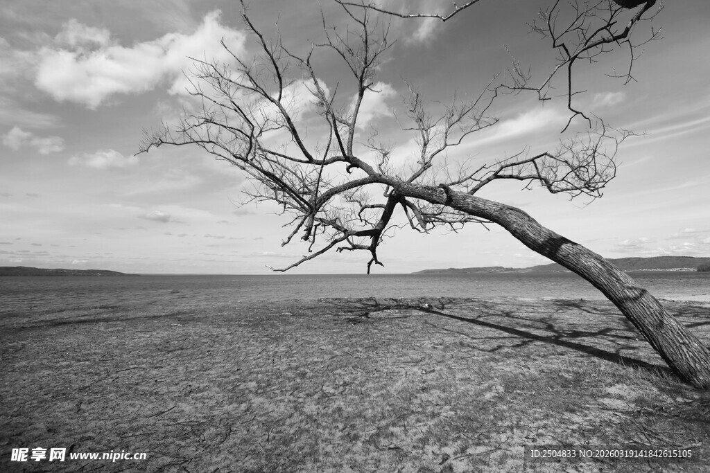 荒野孤树 尽显苍凉之美