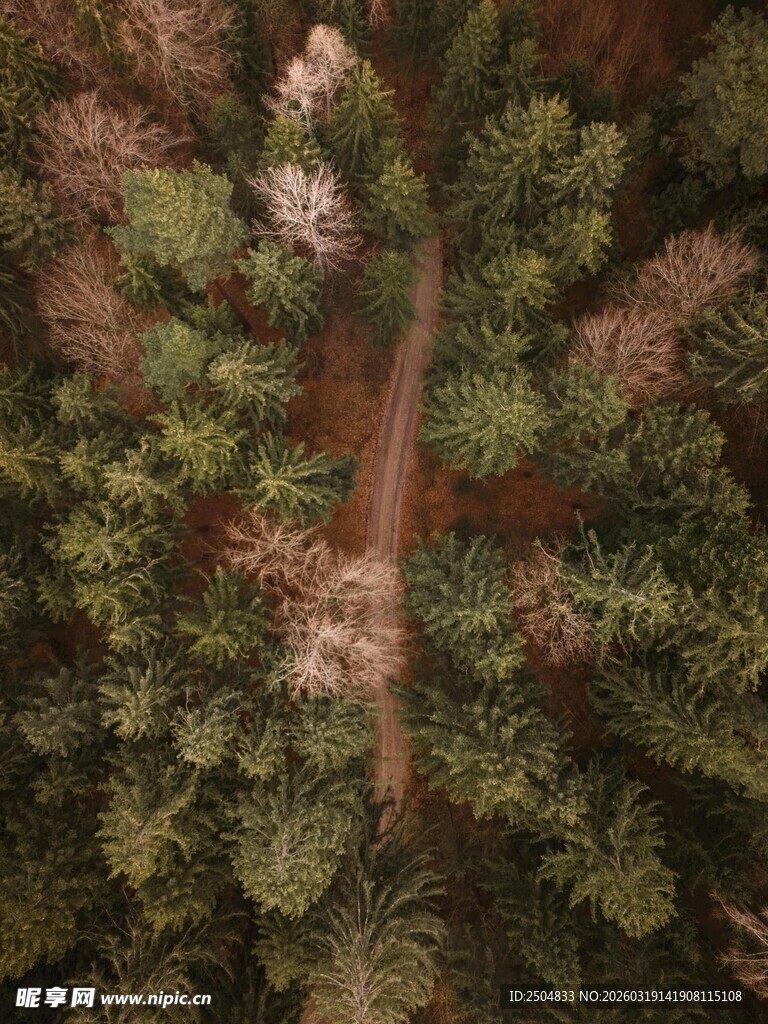 俯瞰林间小道