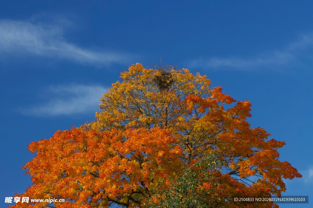 秋日艳丽彩叶树