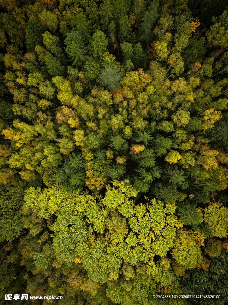 俯瞰茂密多彩森林景观