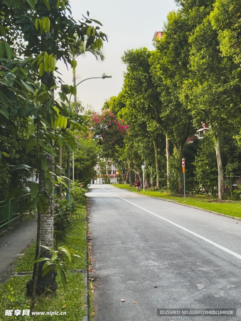 林荫小道 清新自然之路