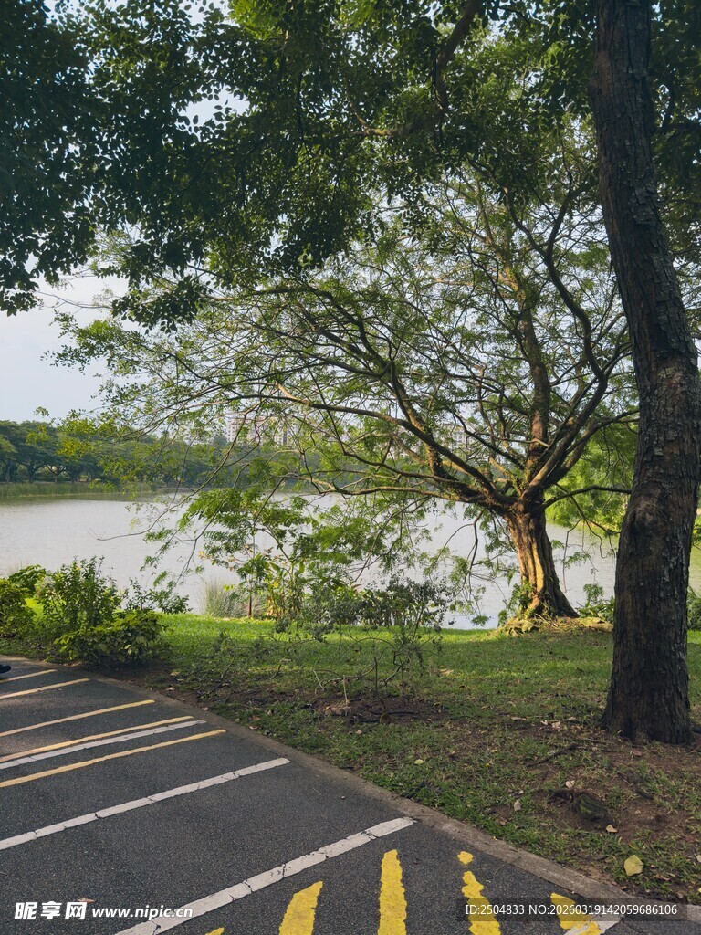 湖畔停车场旁绿树成荫