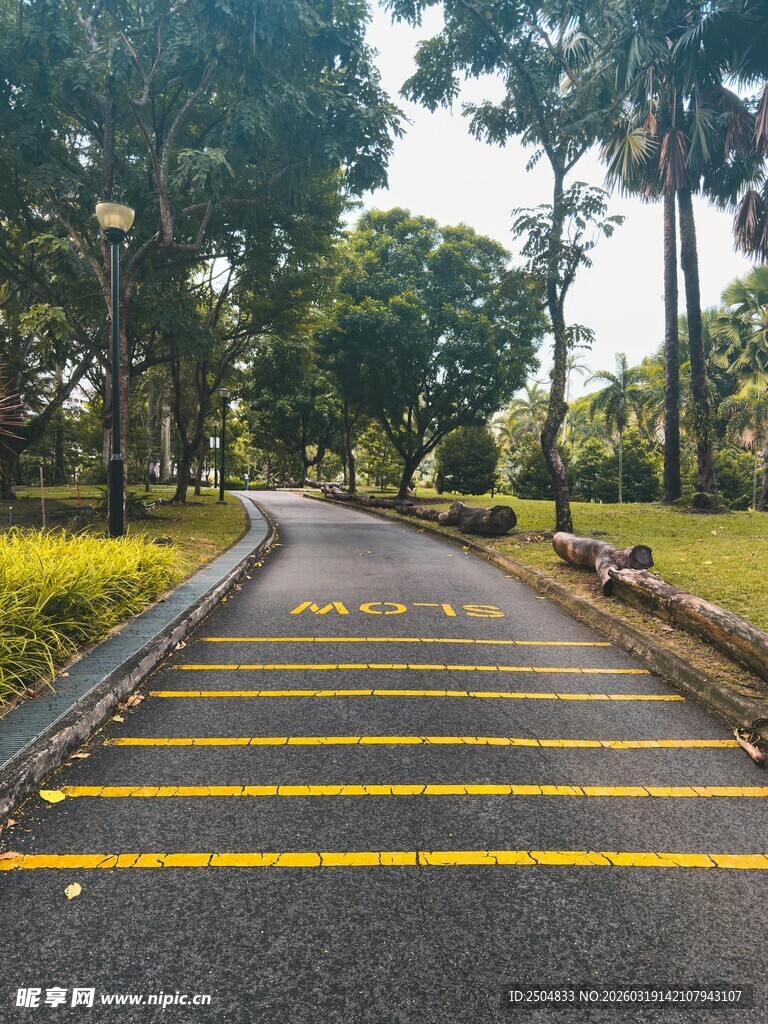 林荫下的黄色标线道路