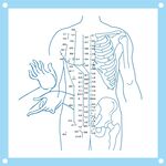 人体脊柱穴位示意图设计
