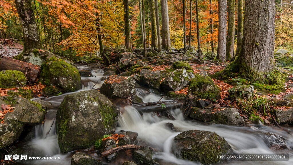 秋日林间溪流潺潺美景