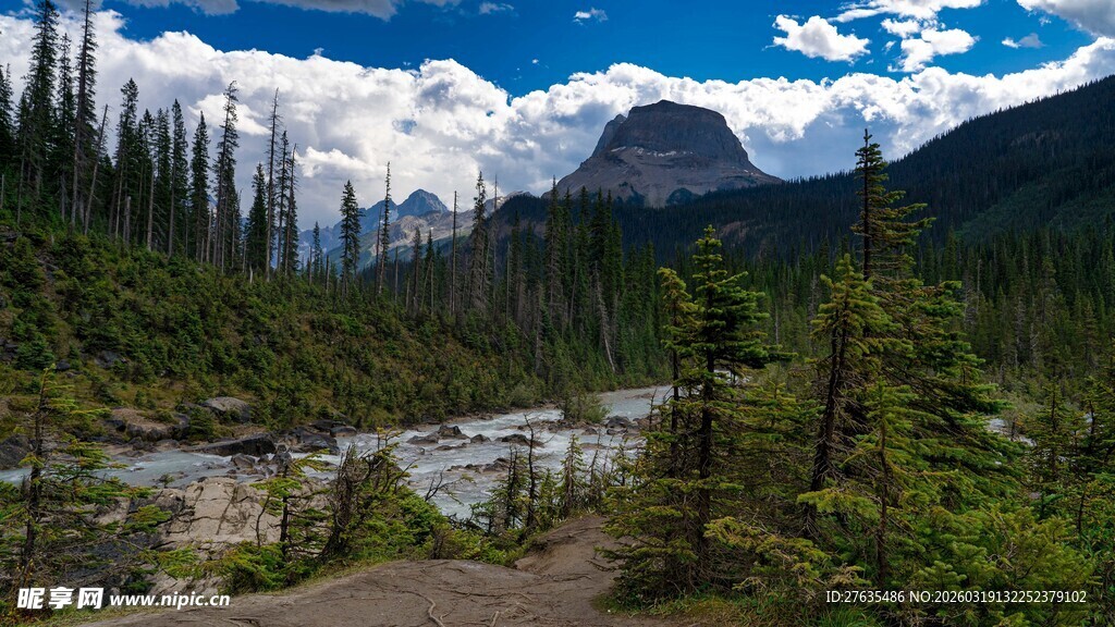 山间溪流旁的茂密森林景观