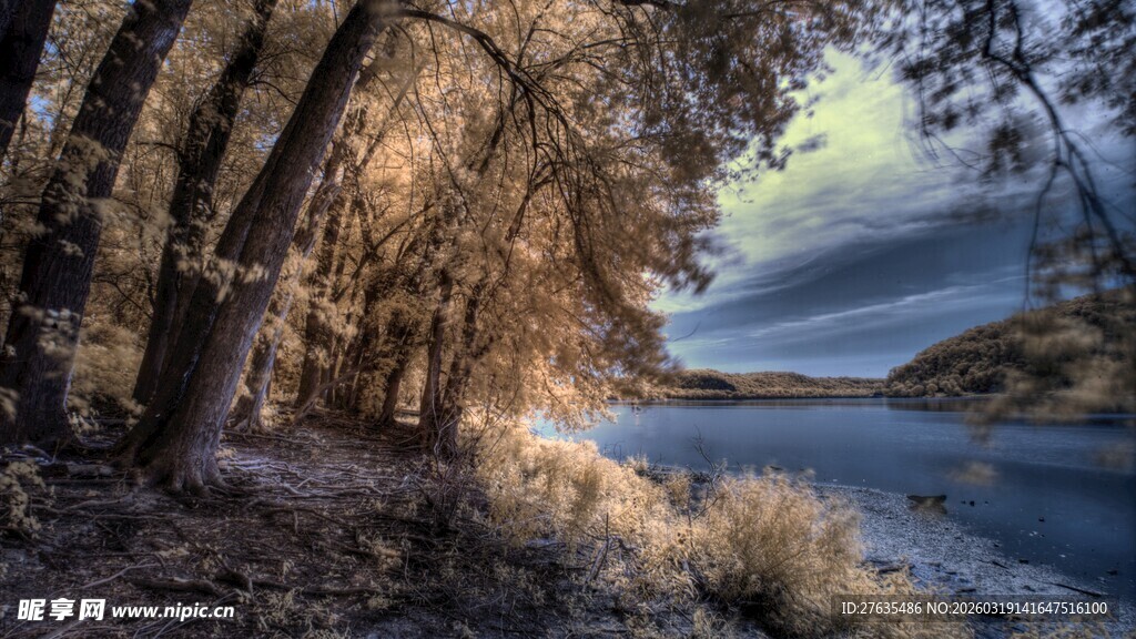 秋日河畔树林美丽风光