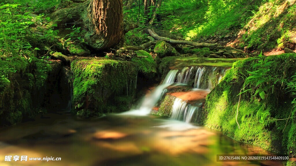 森林中的潺潺溪流美景