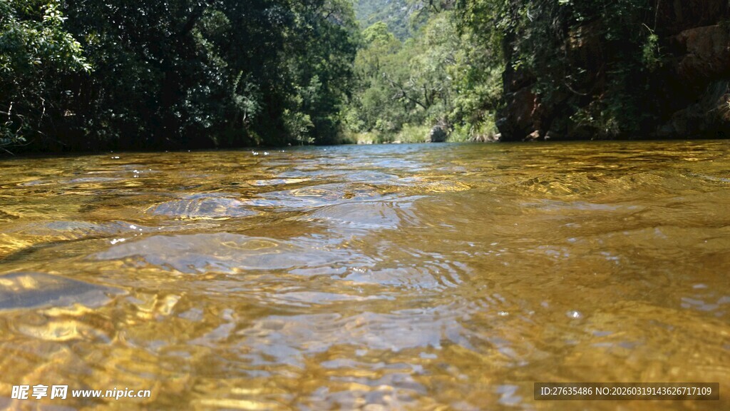 金黄河水穿林而过