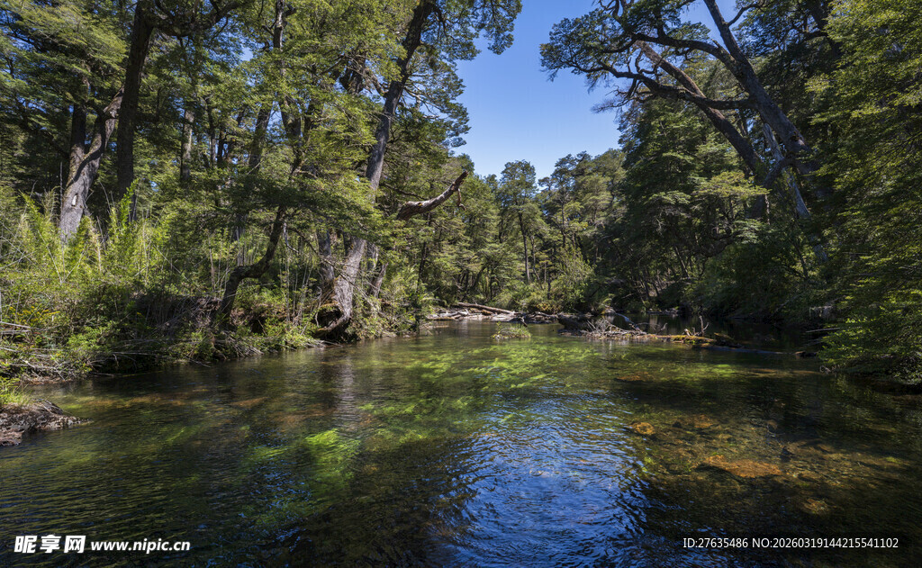 林间溪流静谧自然美景