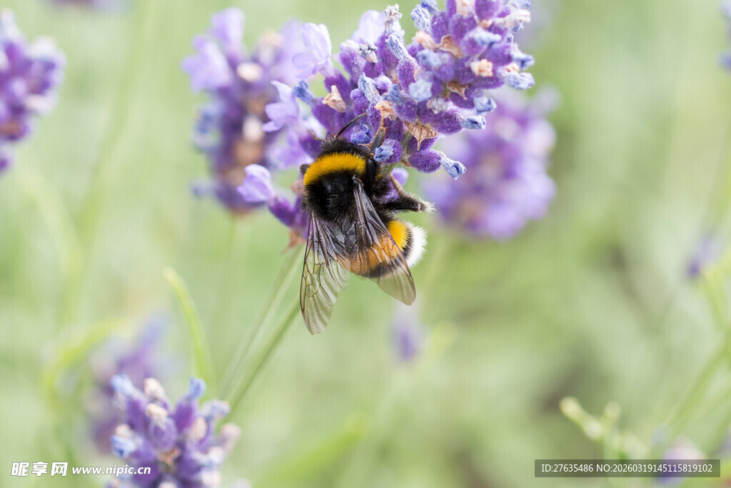 蜜蜂采蜜于紫色薰衣草间