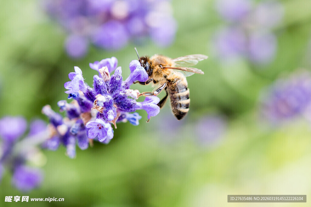 蜜蜂采蜜于紫薰衣花丛中