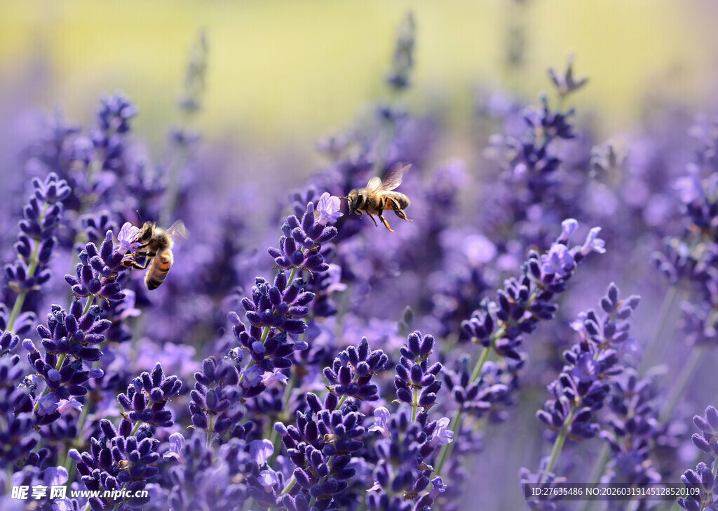 薰衣草花丛中的忙碌蜜蜂