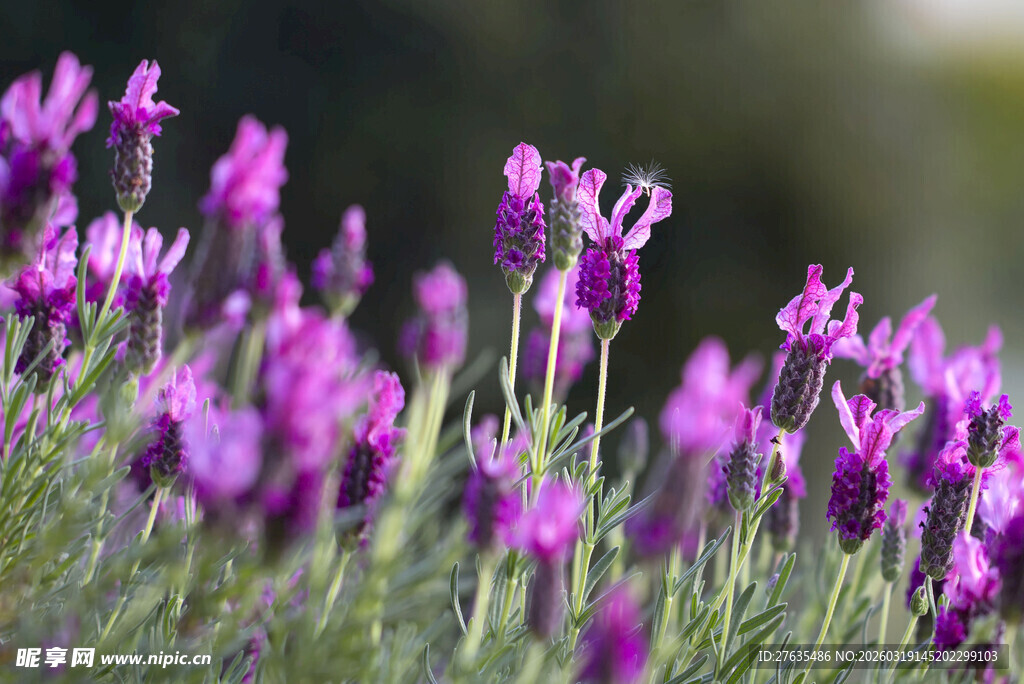 紫色花丛绽放的美丽瞬间