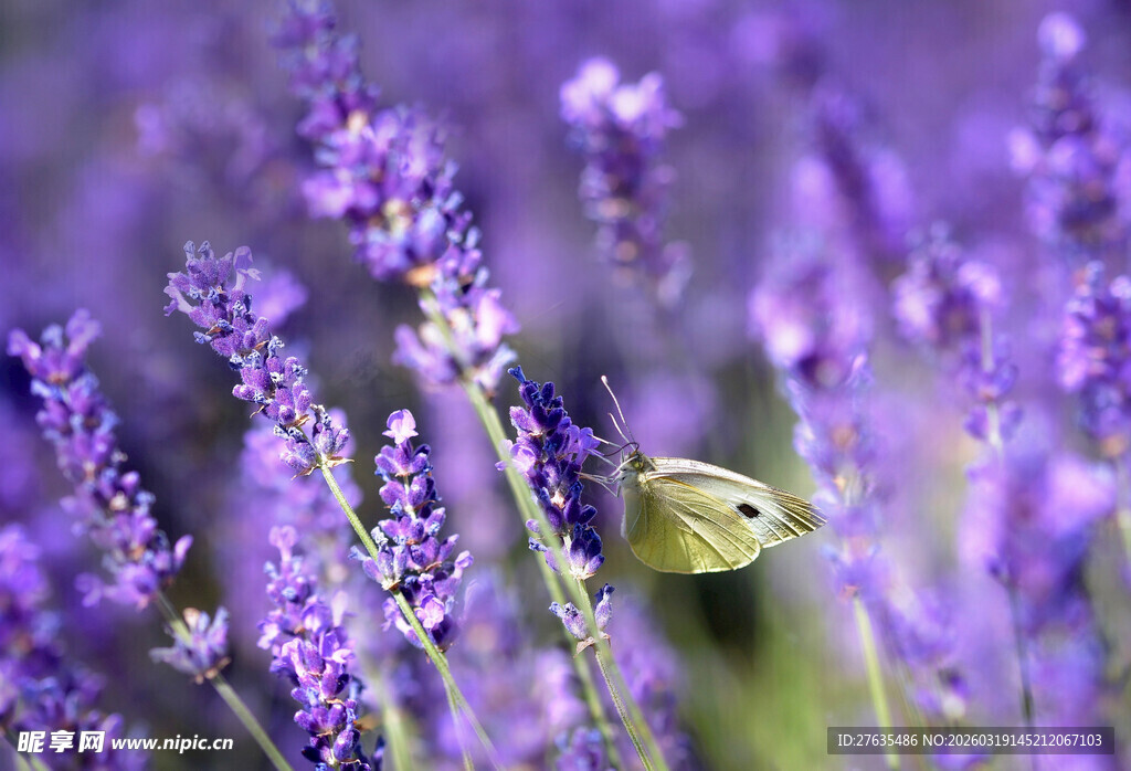 紫色薰衣草丛中的小黄蝶