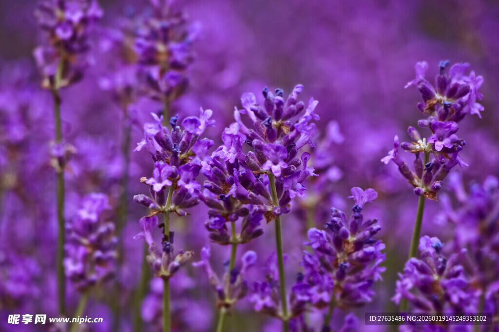 浪漫紫色薰衣草花海