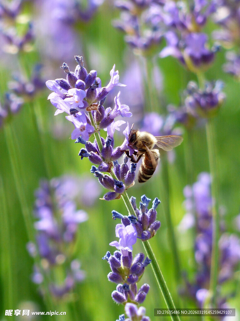 蜜蜂采蜜于紫色薰衣草间